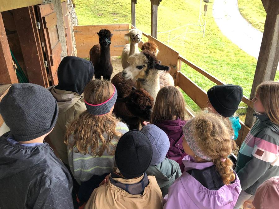 Abenteuer Alpakahof auf dem Haldi
